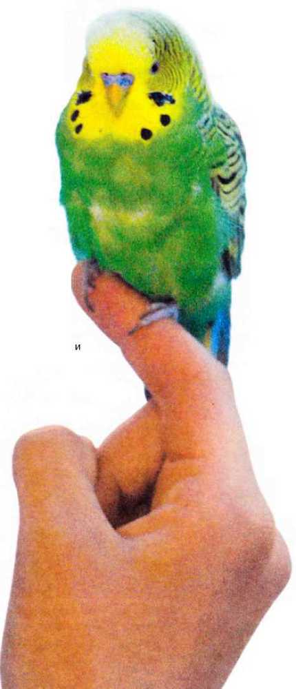 Волнистые попугайчики - image10.jpg
