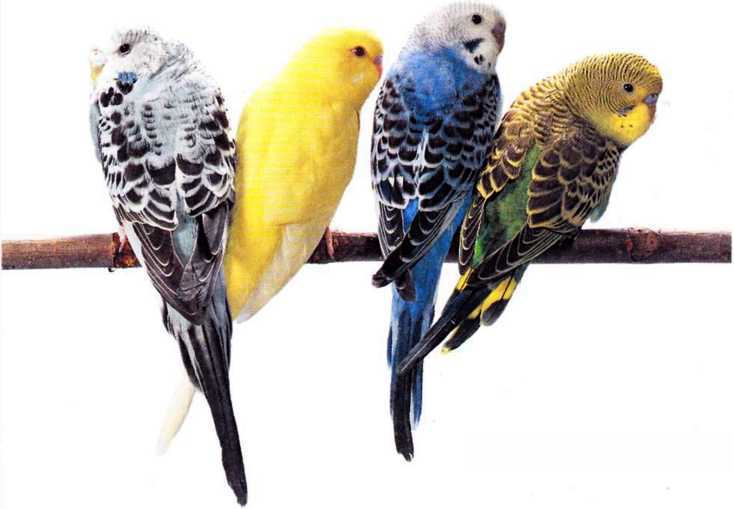 Волнистые попугайчики - image2.jpg