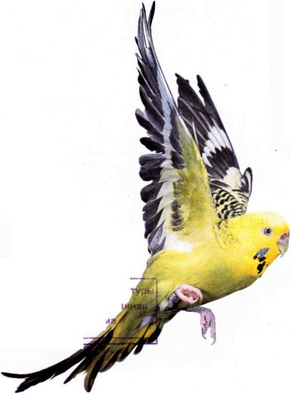 Волнистые попугайчики - image3.jpg