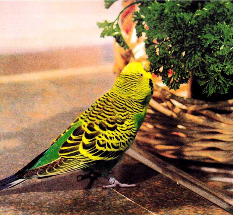 Волнистые попугайчики - image4.jpg