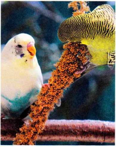 Волнистые попугайчики - image5.jpg
