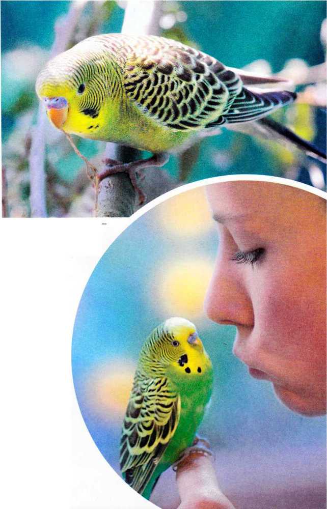 Волнистые попугайчики - image6.jpg