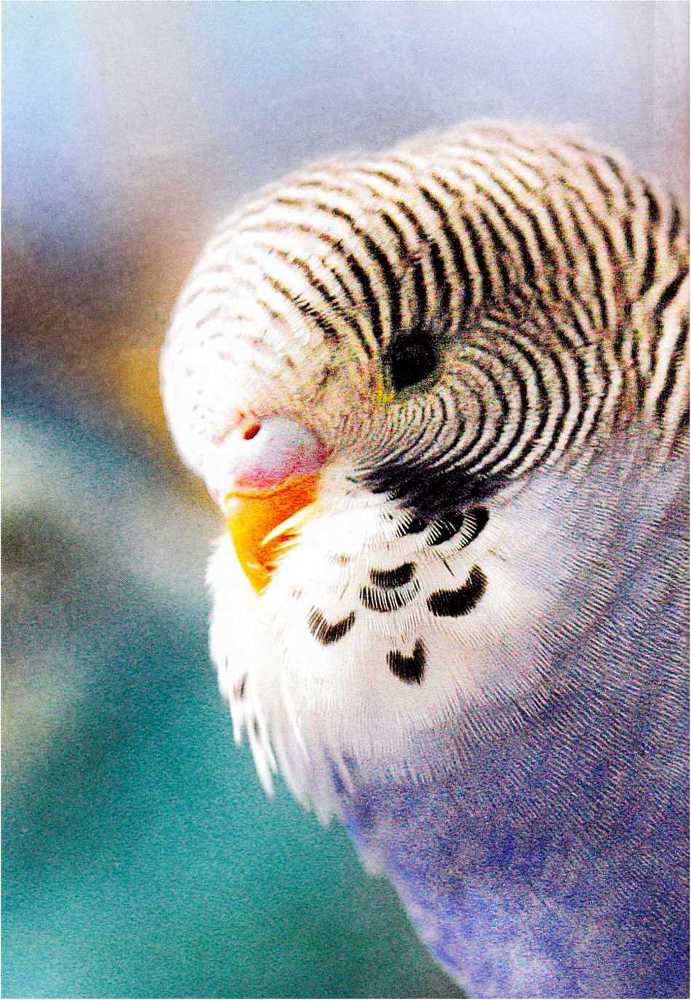 Волнистые попугайчики - image7.jpg