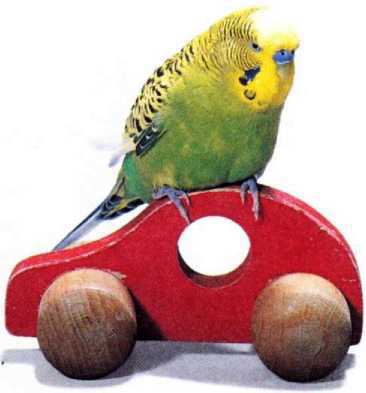 Волнистые попугайчики - image9.jpg