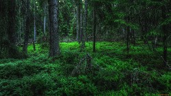 Ночь в лесу (СИ)